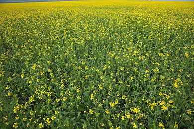 KK×网易云音乐联动开启！来领最高1个月黑胶VIP